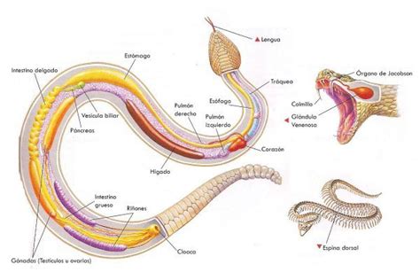 Anatomía y fisiología de las serpientes, órganos y .